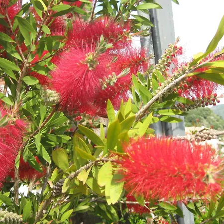 بيت للعطل Garden *